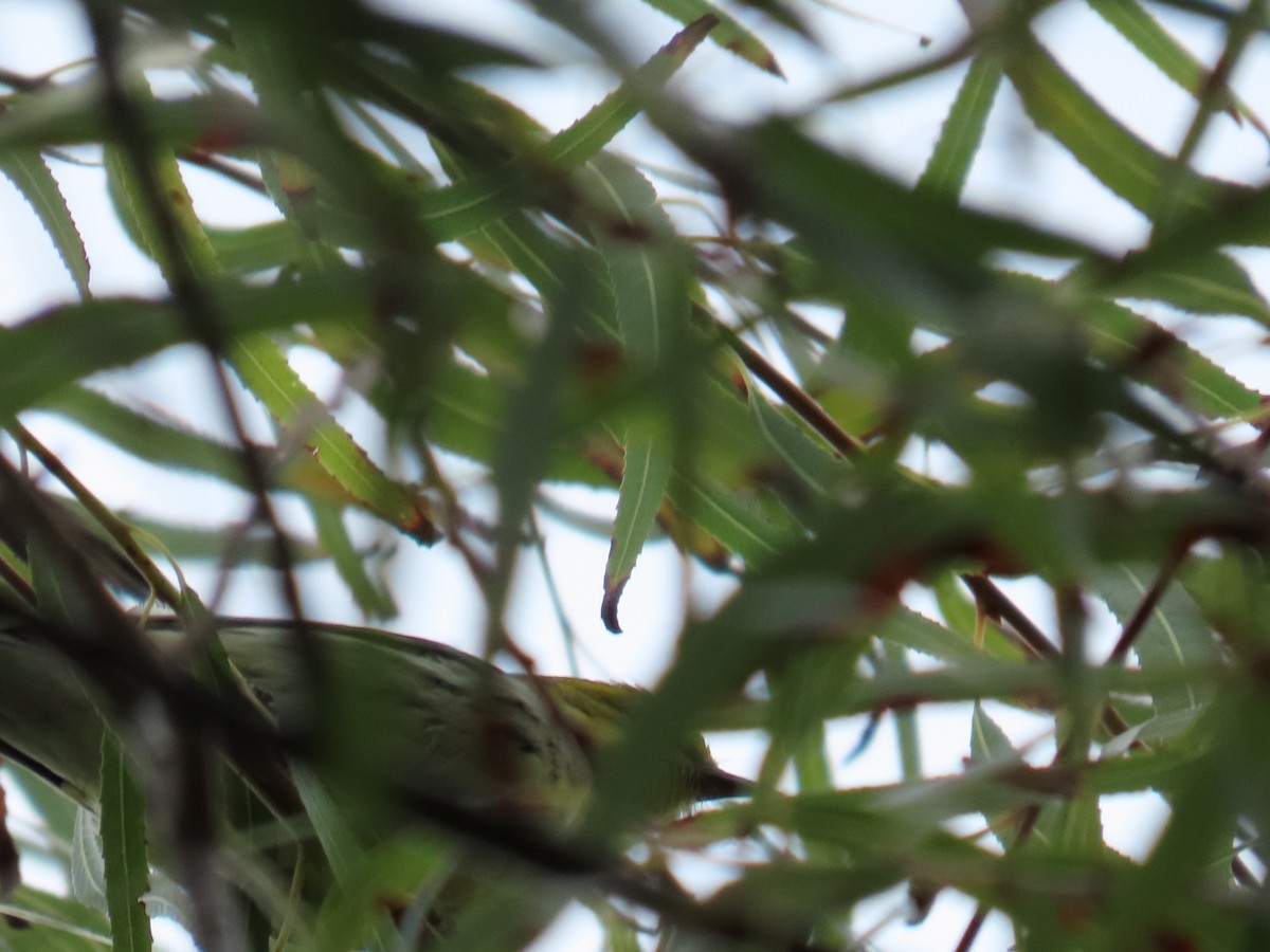 grønnparula - ML644569288