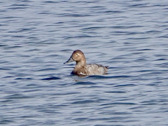 Porrón Coacoxtle - ML644569289