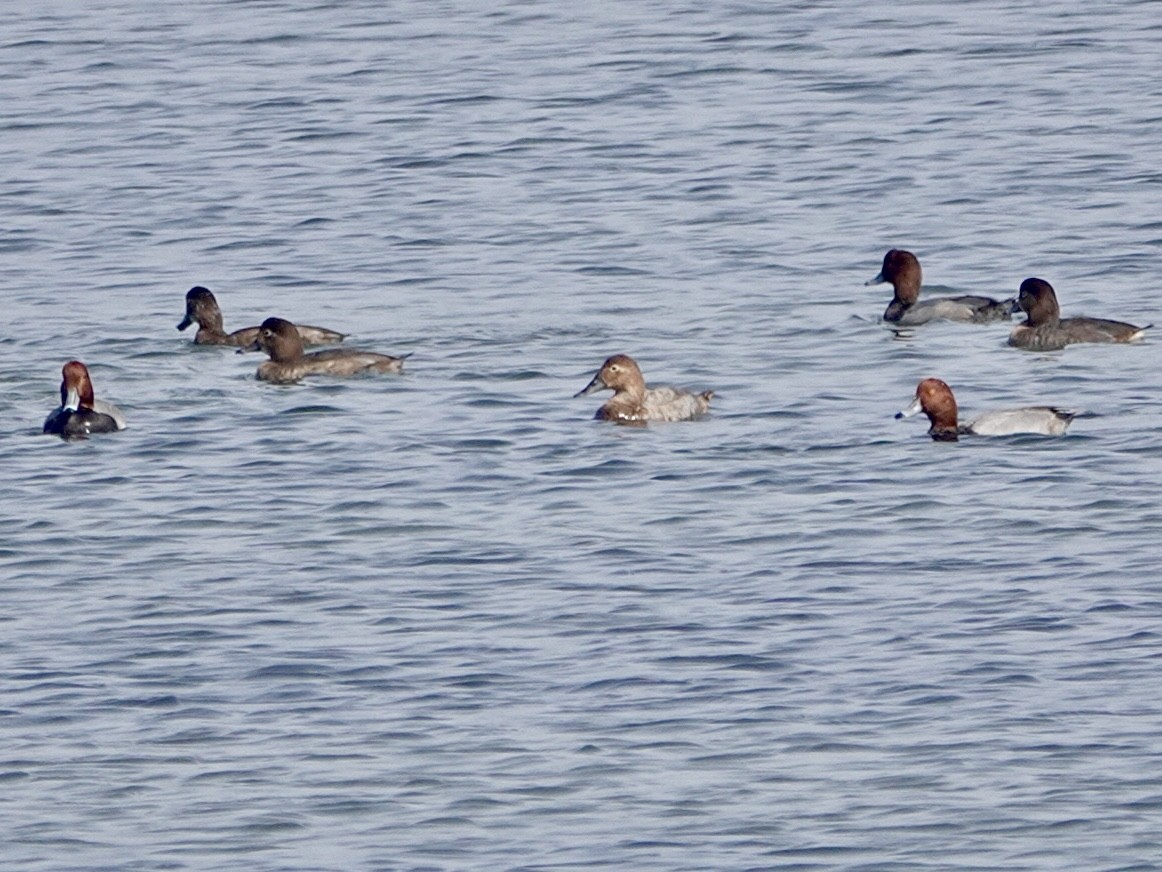 Porrón Coacoxtle - ML644569290
