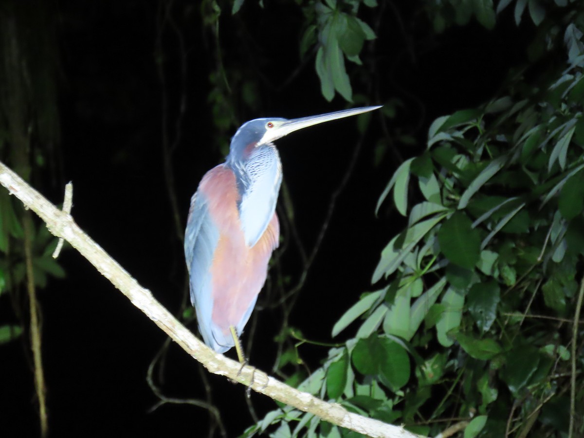 Agami Heron - ML644569293