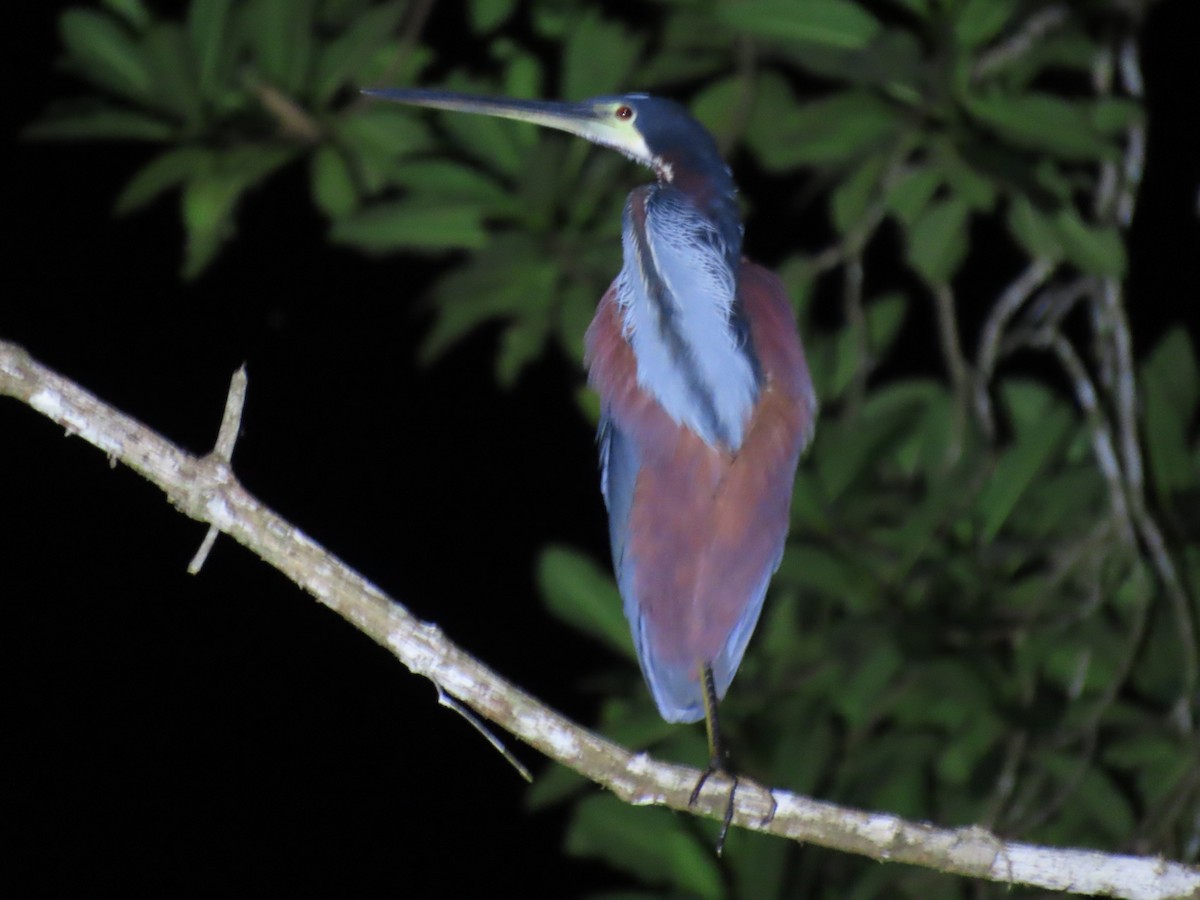Agami Heron - ML644569294