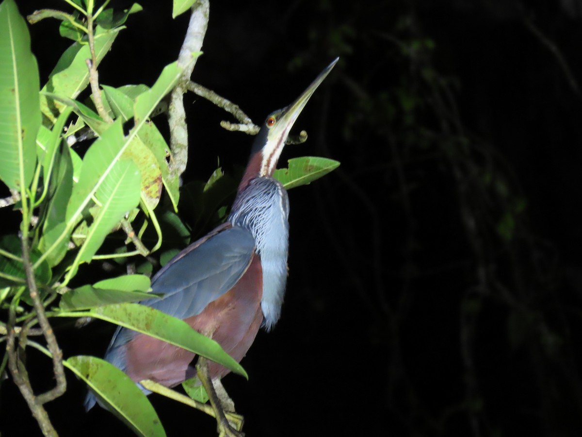 Agami Heron - ML644569295