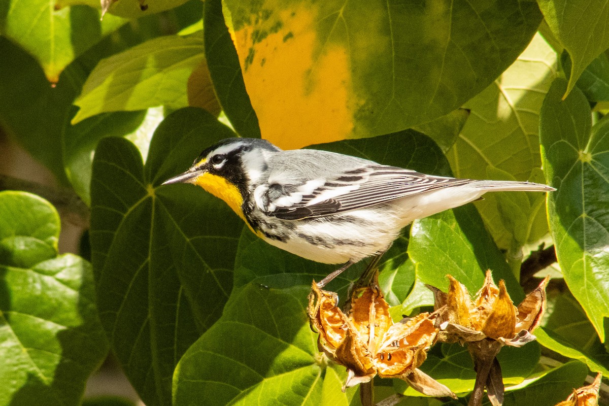 Yellow-throated Warbler - ML644569305