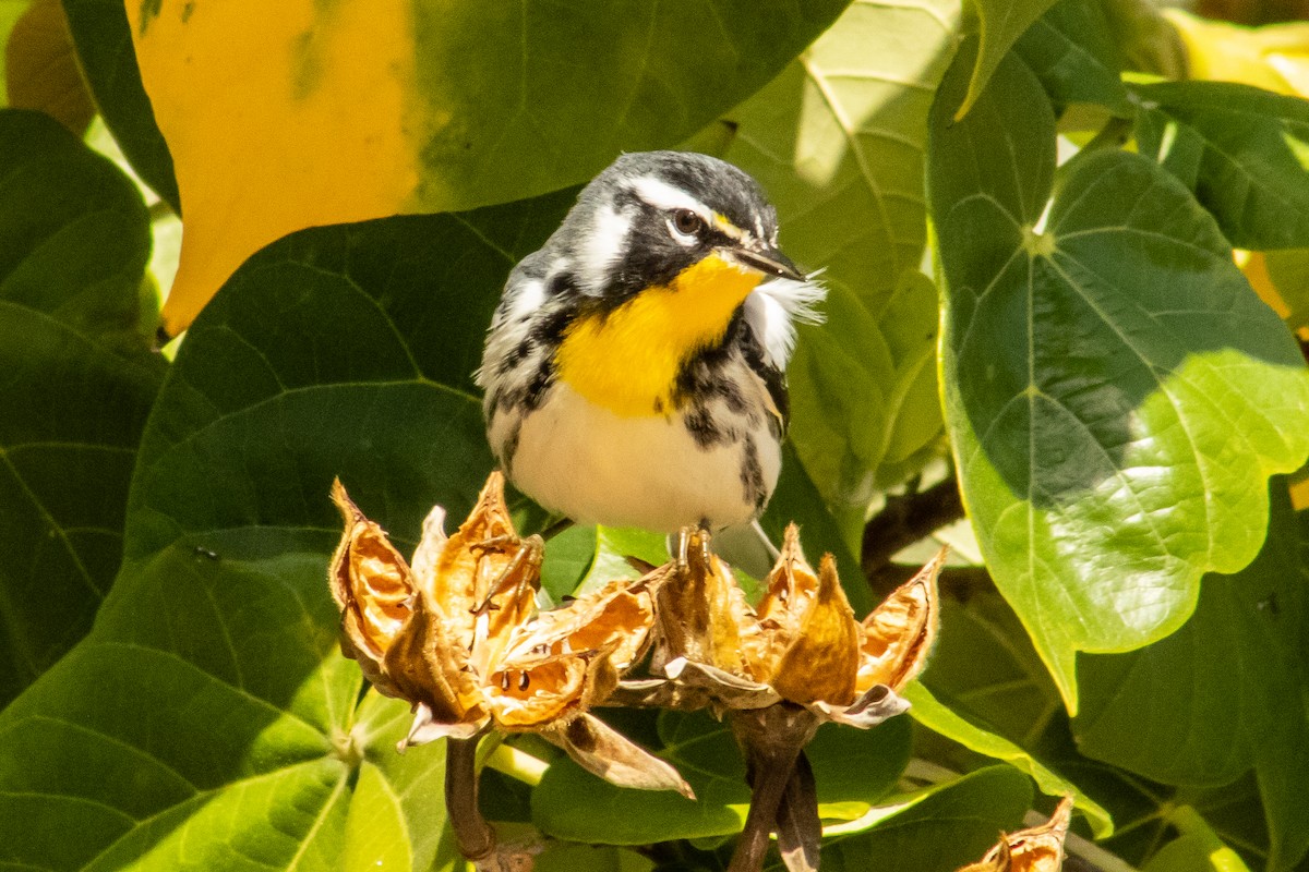 Yellow-throated Warbler - ML644569306