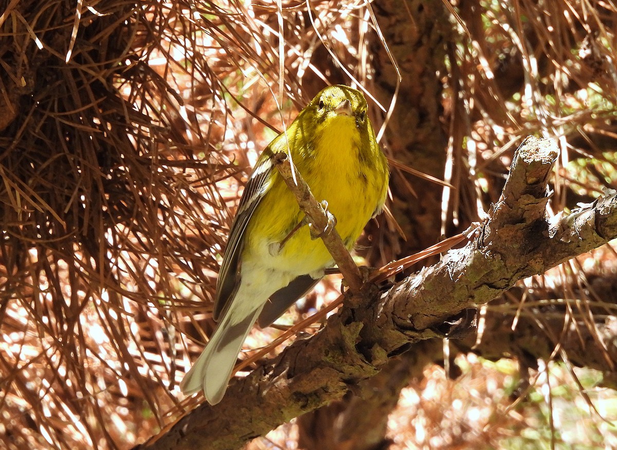 Pine Warbler - ML644569307