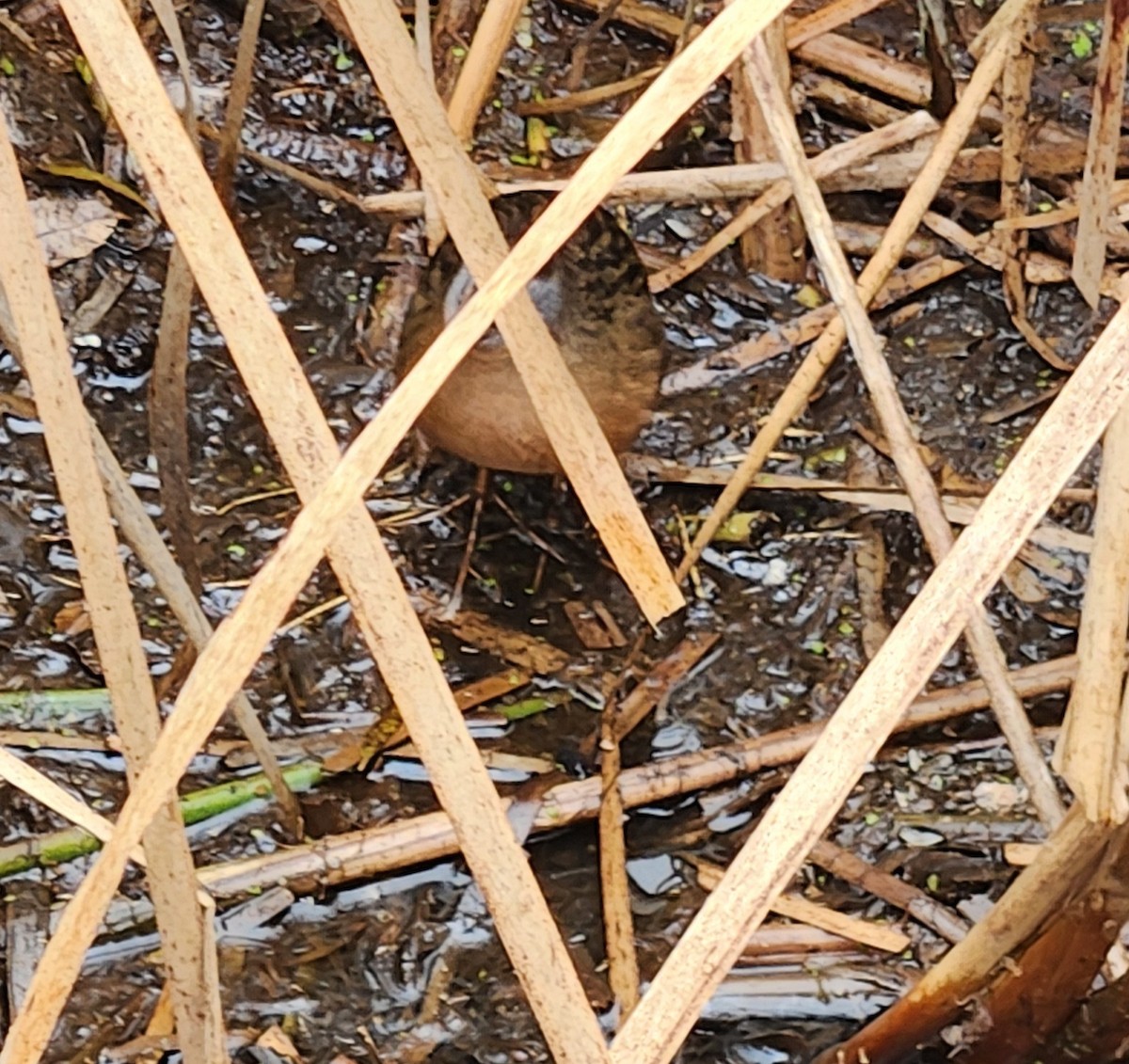 Virginia Rail - ML644569308