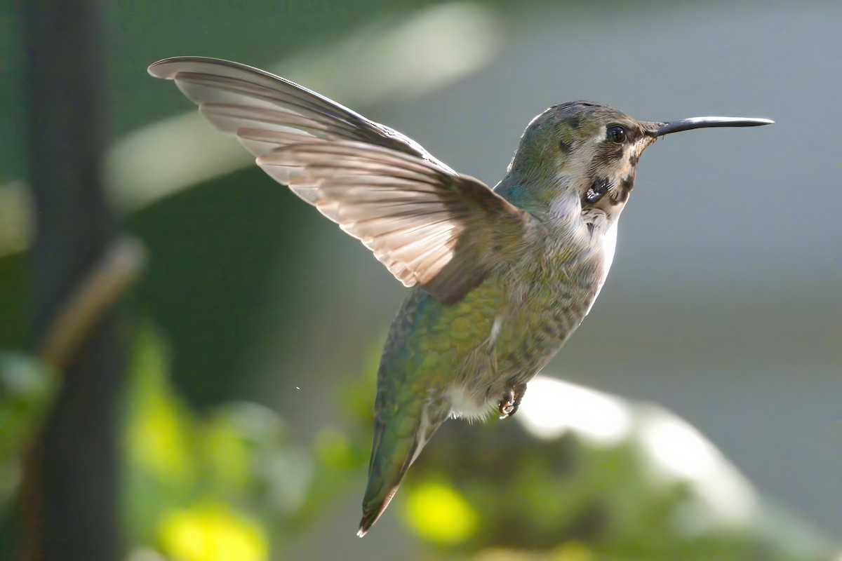 Фиалковый калипсо - ML644569311