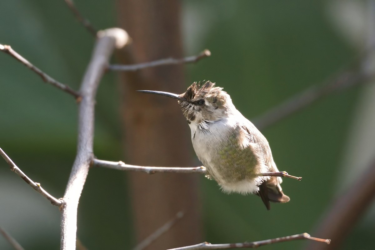 Фиалковый калипсо - ML644569312