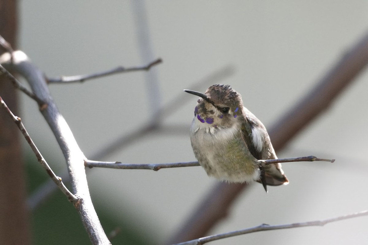 Фиалковый калипсо - ML644569313