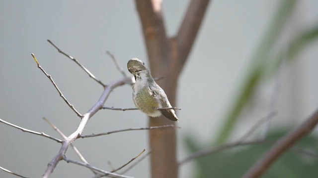 Фиалковый калипсо - ML644569315