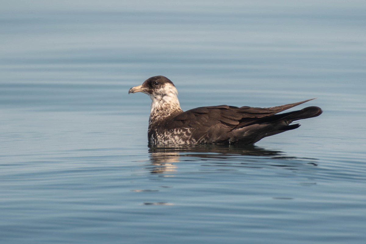 トウゾクカモメ - ML644569318
