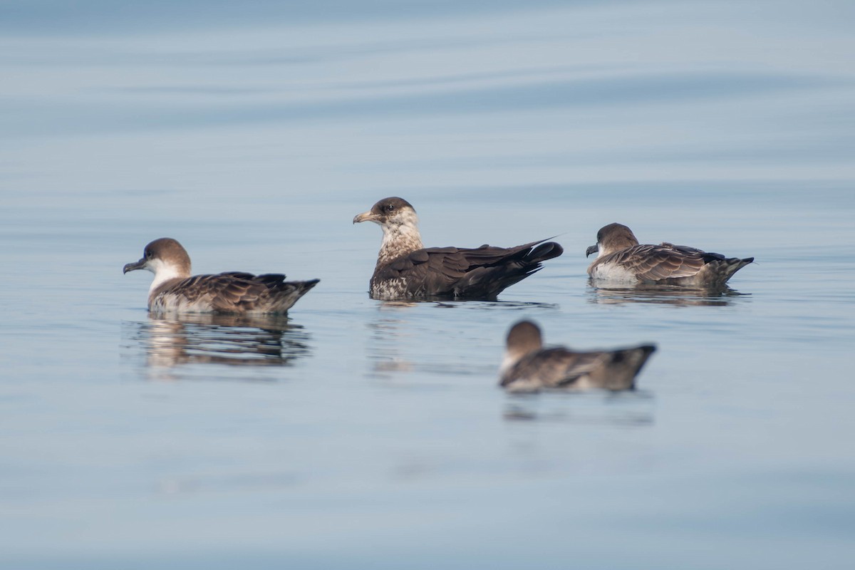トウゾクカモメ - ML644569319