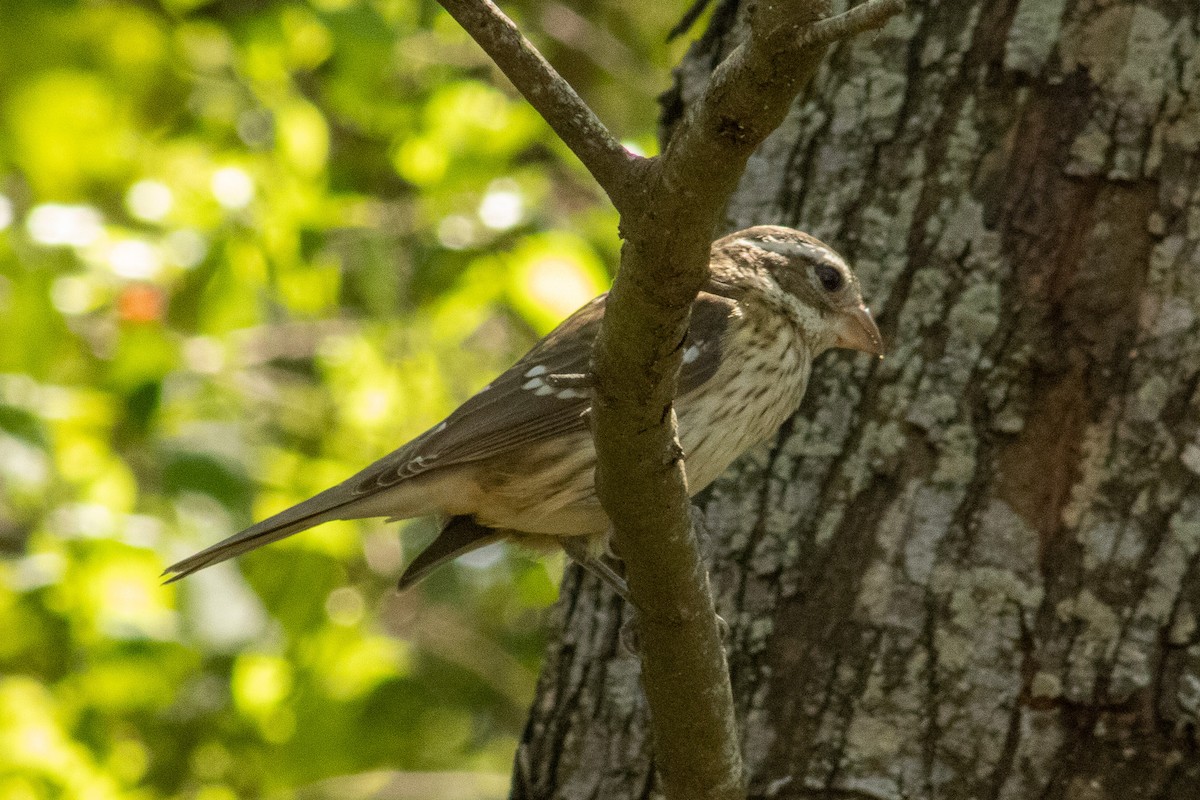 Rose-breasted Grosbeak - ML644569327