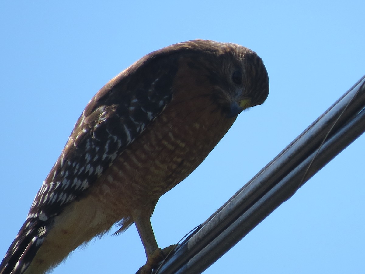 Red-shouldered Hawk - ML644569345