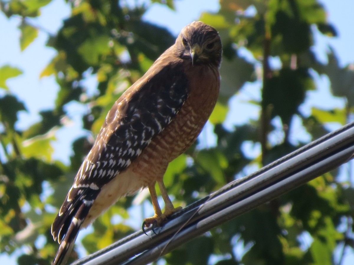 Red-shouldered Hawk - ML644569346
