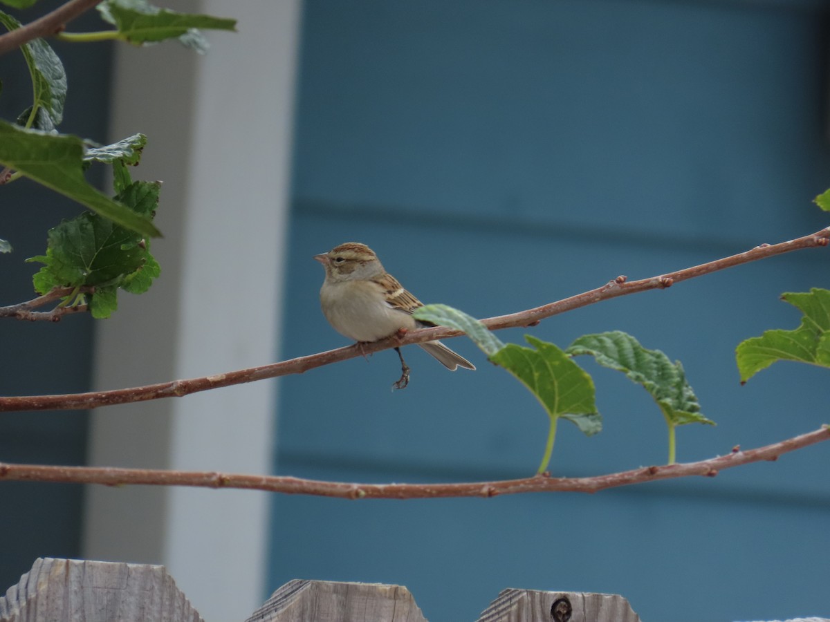 Cırcır Sesli Serçe - ML644569358