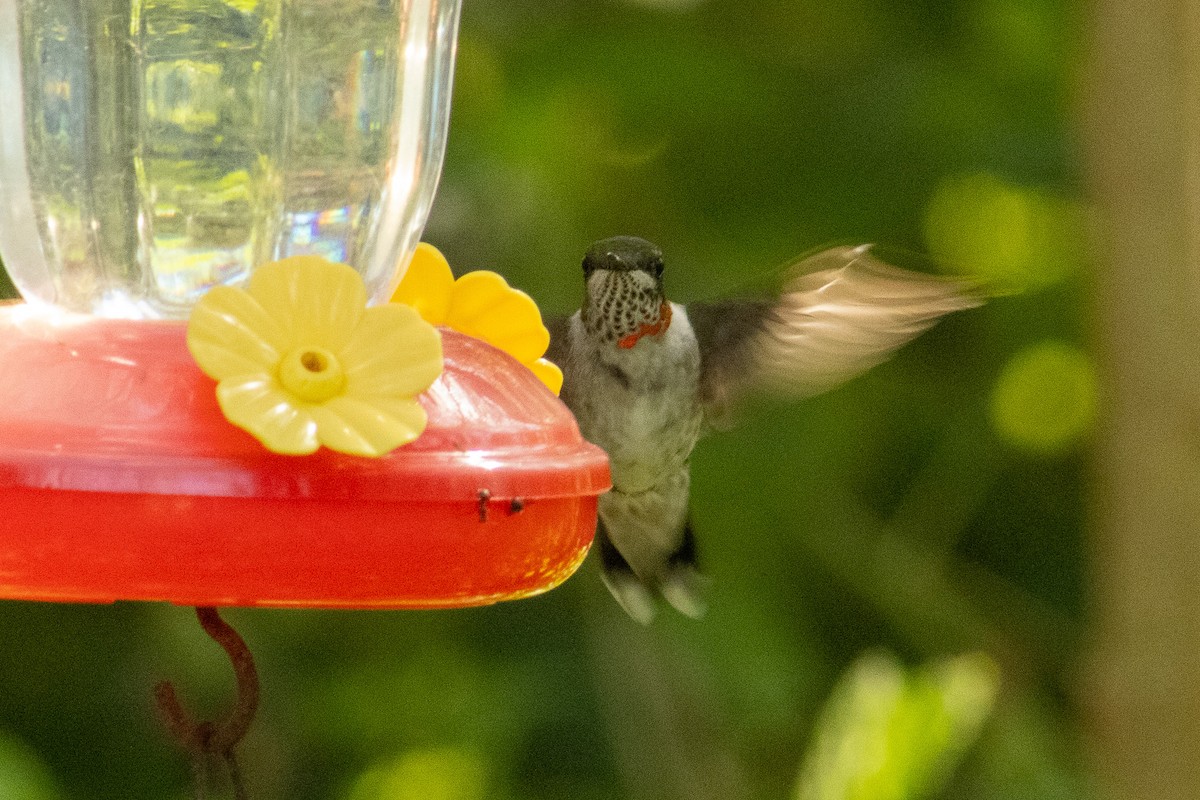Ruby-throated Hummingbird - ML644569360