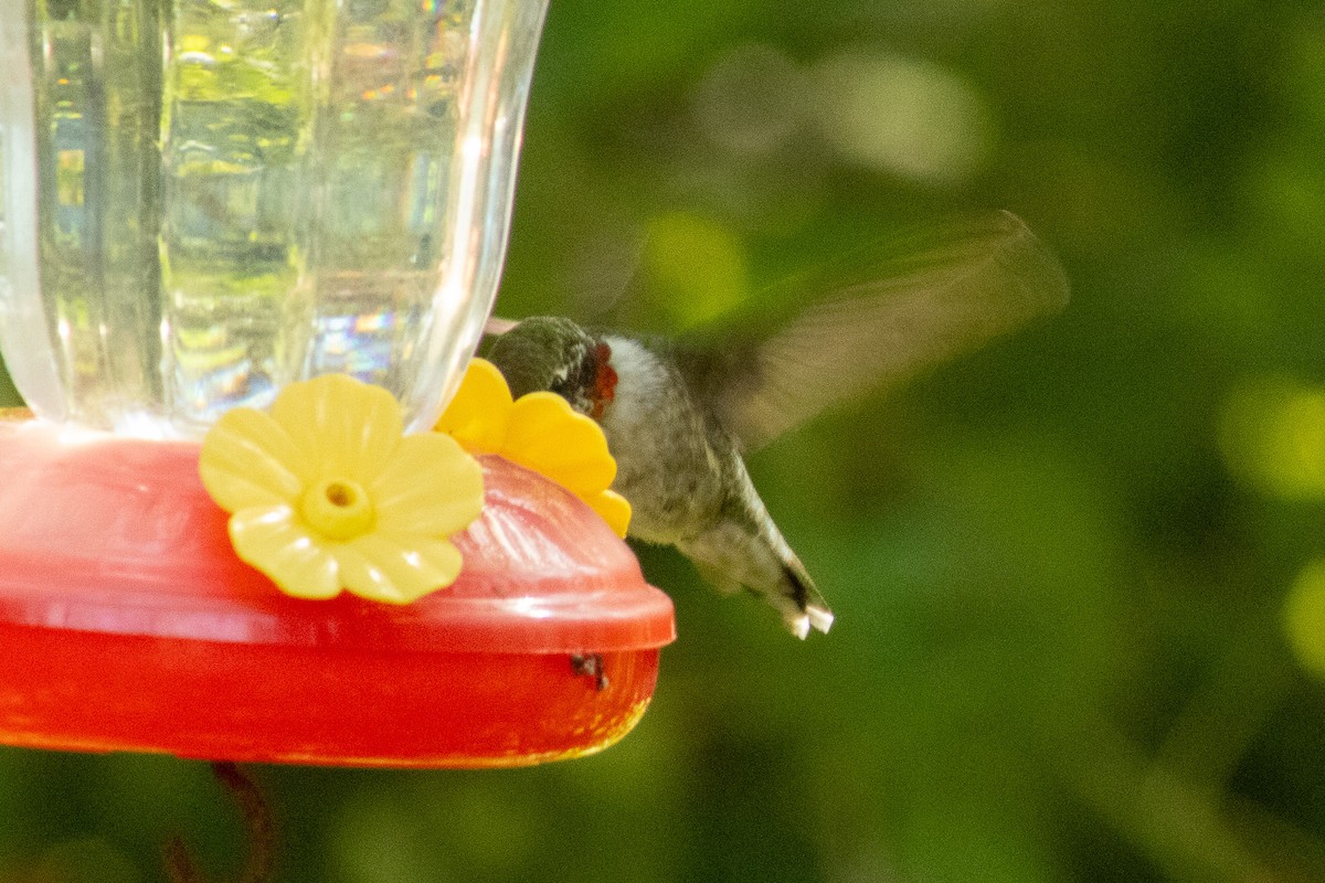Ruby-throated Hummingbird - ML644569361