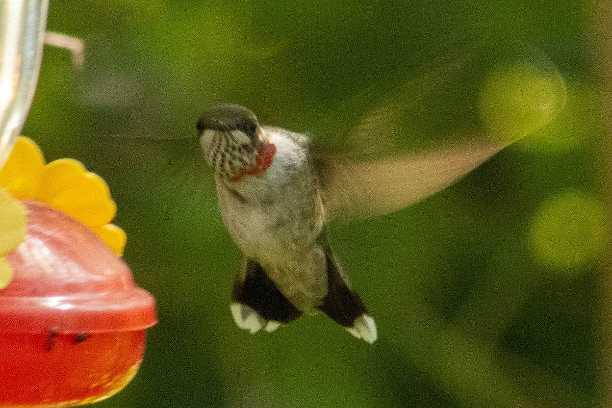 Ruby-throated Hummingbird - ML644569362