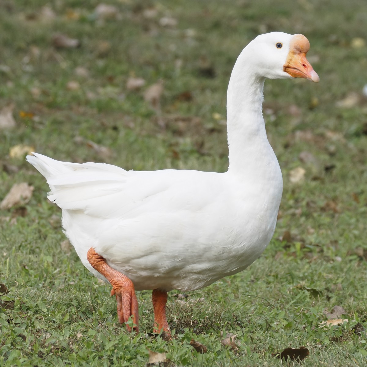 Anser sp. (forme domestique) - ML644569364