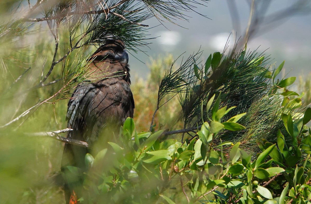 Glossy Black-Cockatoo - ML644569365