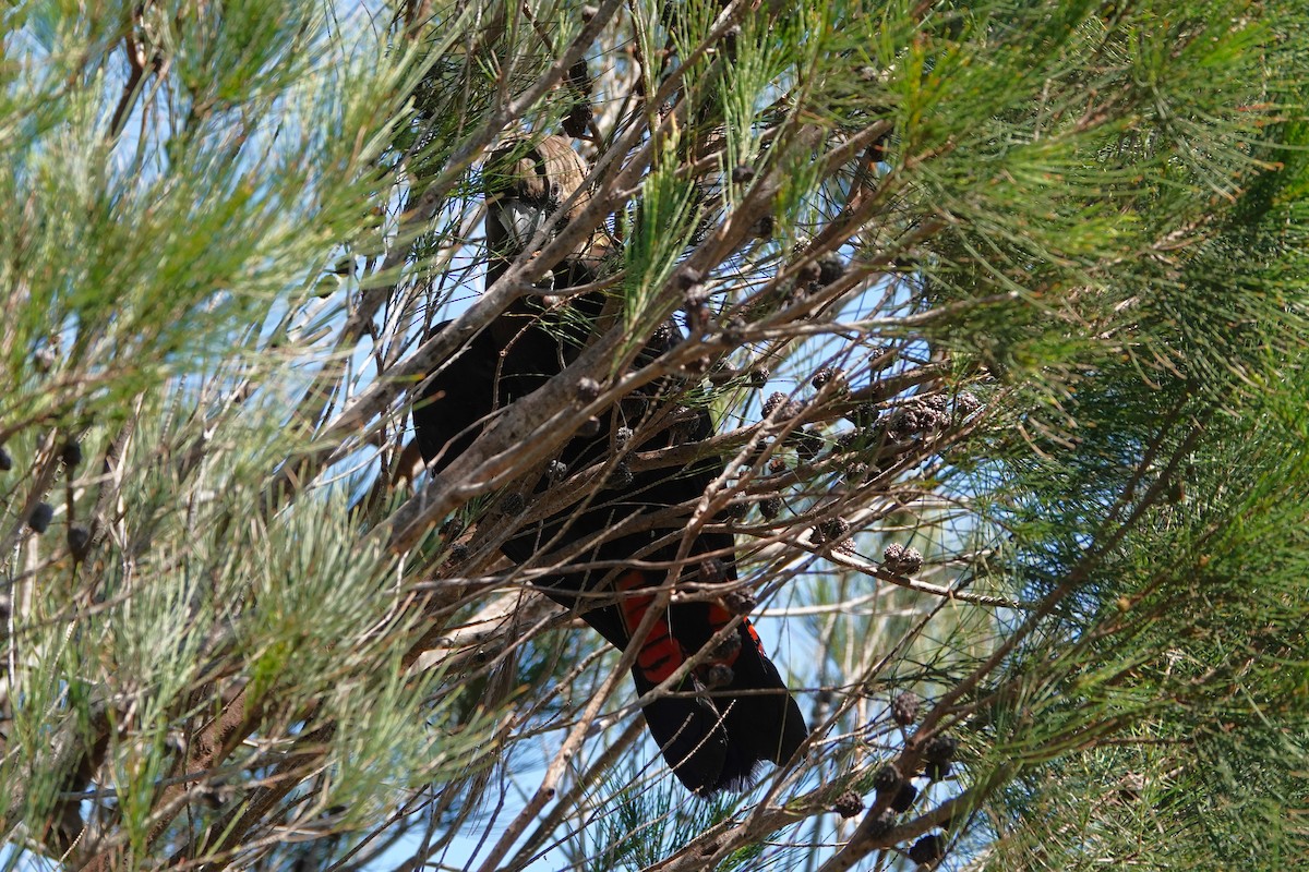 Glossy Black-Cockatoo - ML644569366