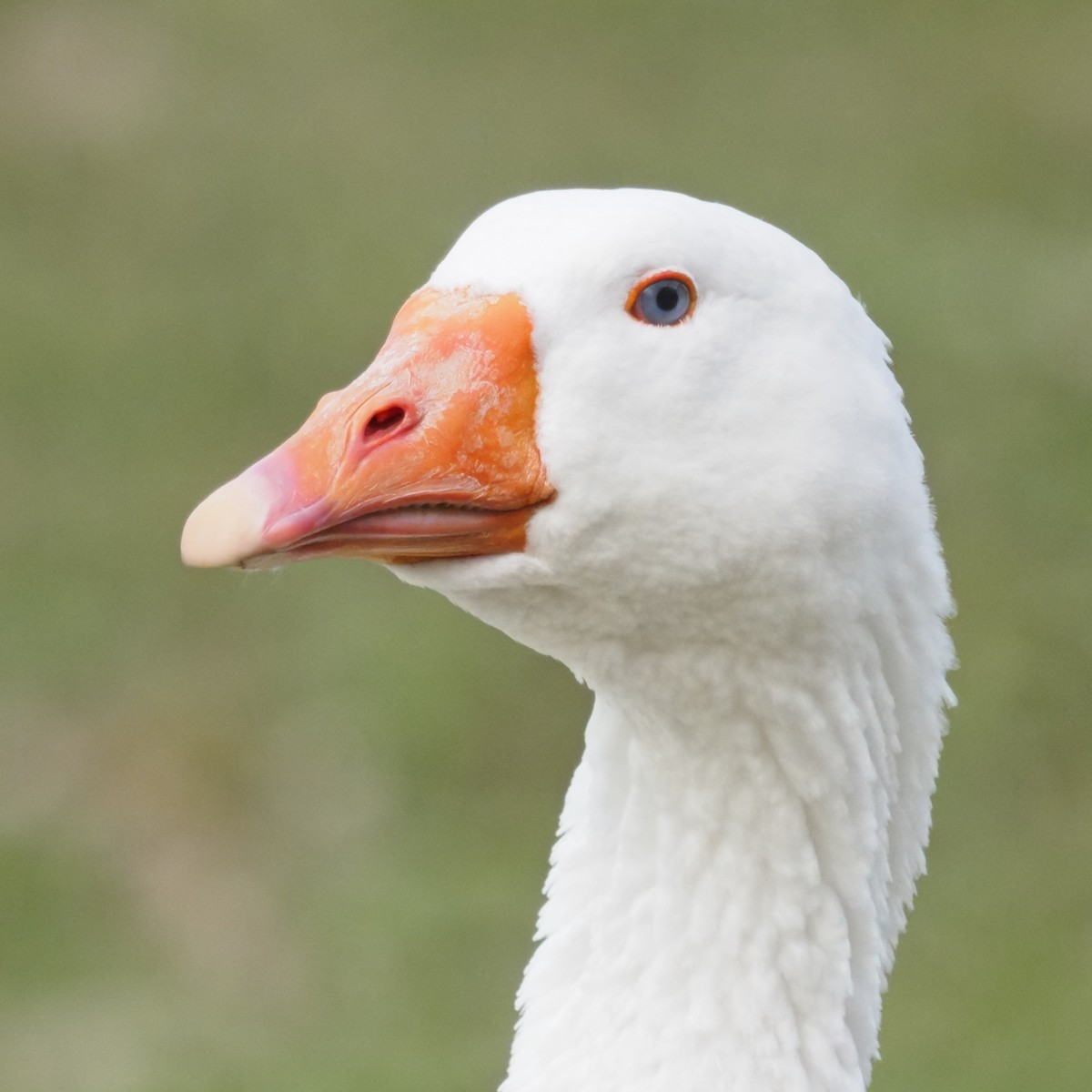 Anser sp. (forme domestique) - ML644569369