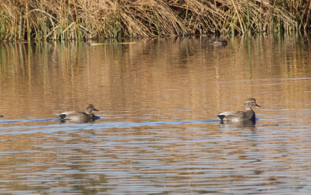Gadwall - ML644569371