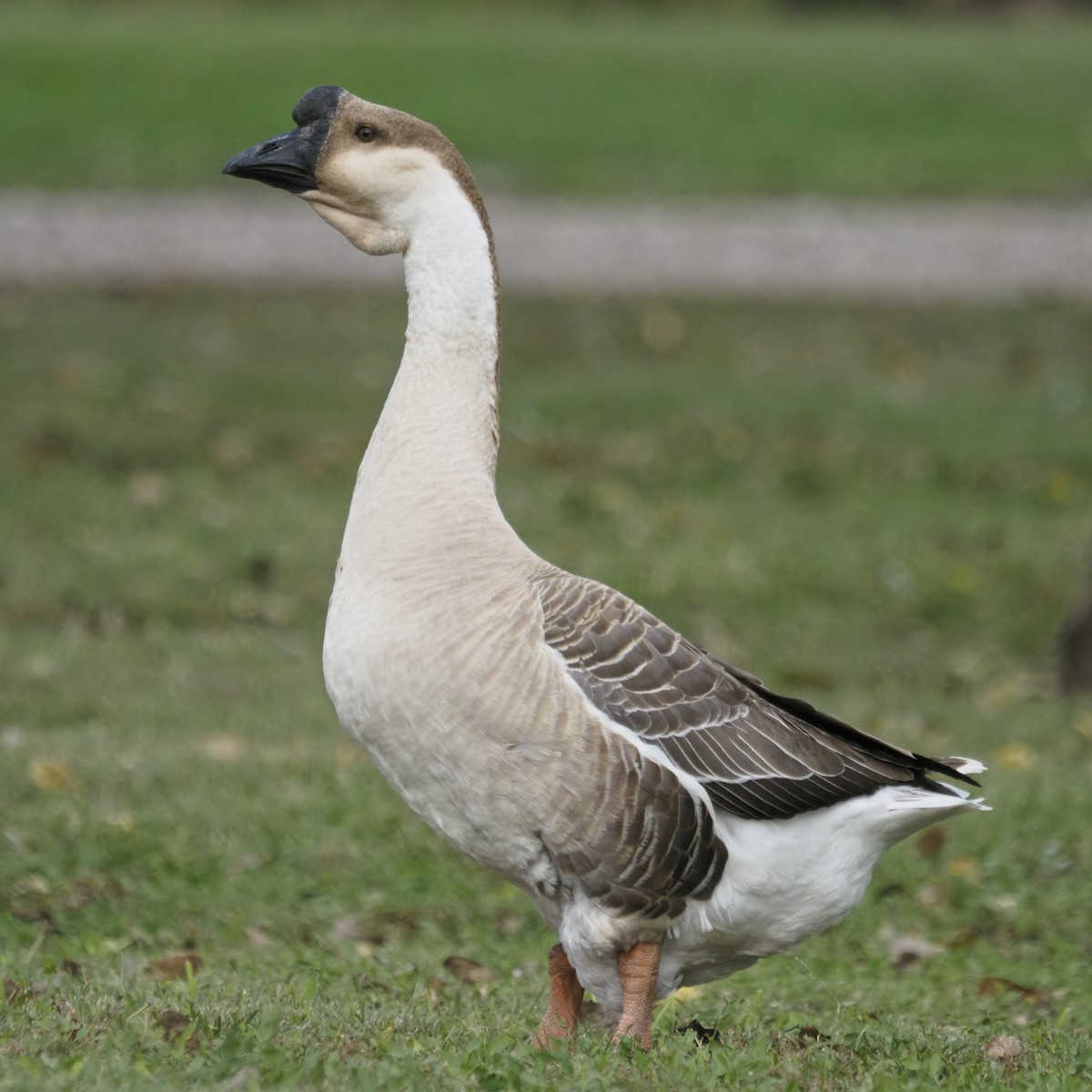 Anser sp. (forme domestique) - ML644569374