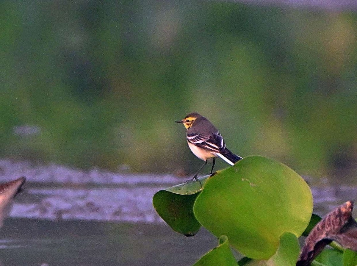 Citrine Wagtail - ML644569377