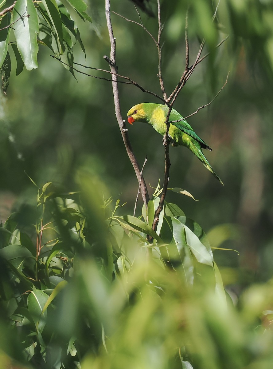 sennepshodelori - ML644569378