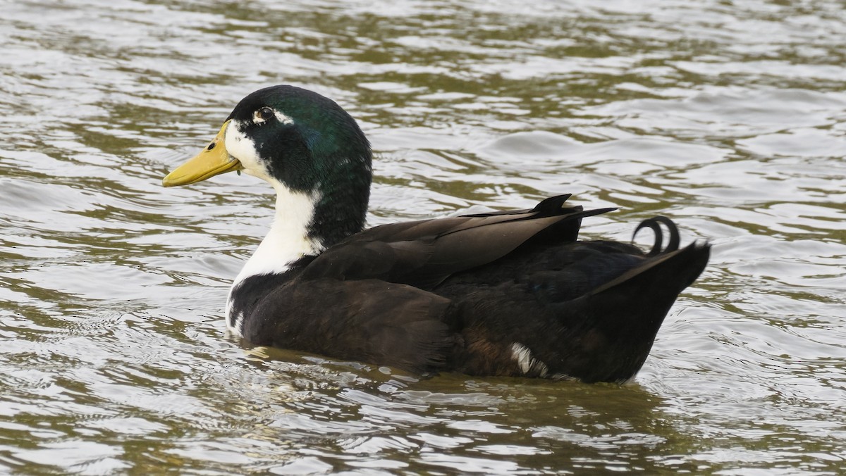 Тэжээмэл нугас - ML644569379