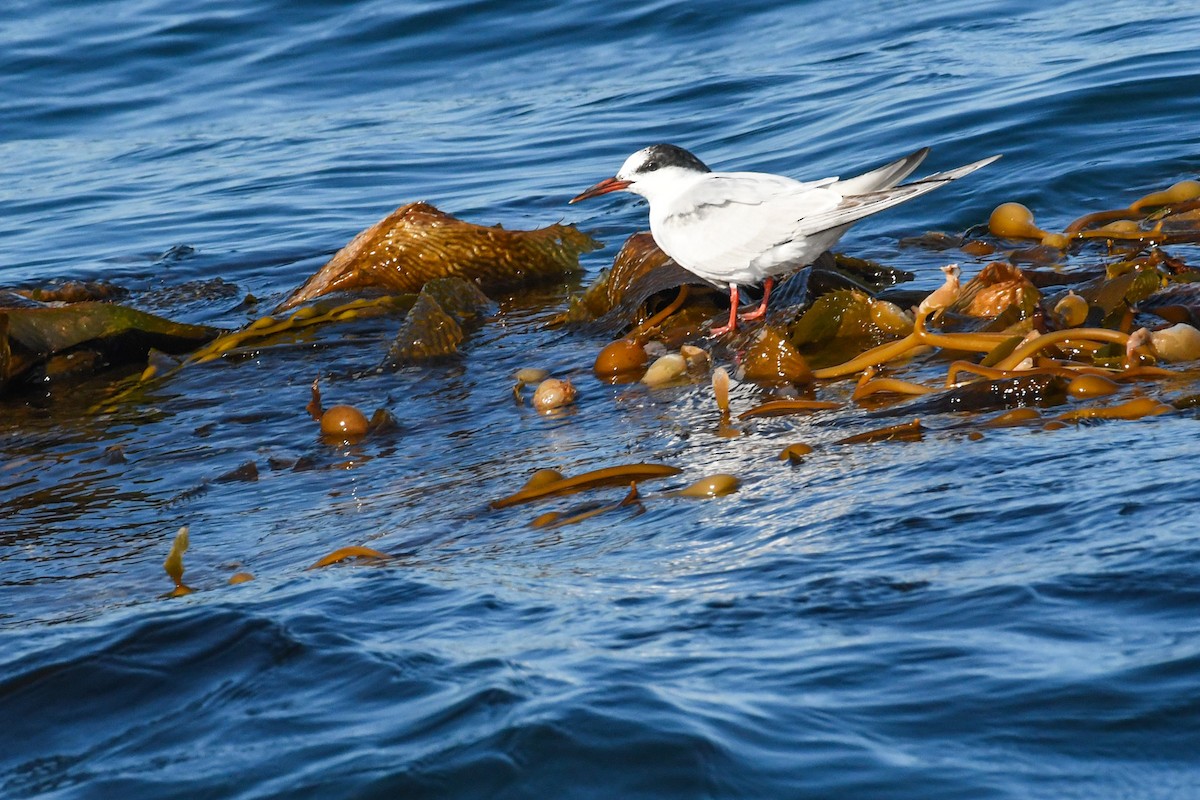 Txenada arrunta - ML644569381