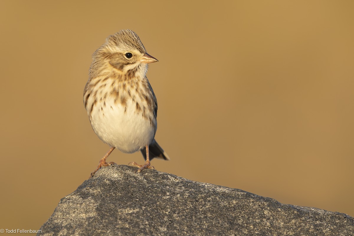 Savannah Sparrow (Ipswich) - ML644569384
