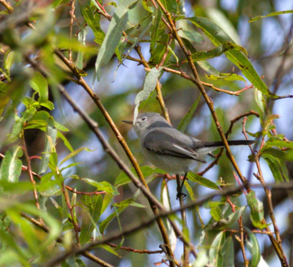 leskot modrošedý - ML644569386