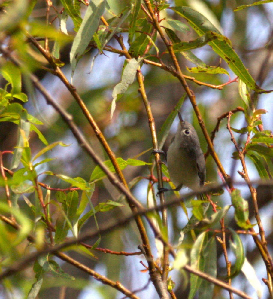 leskot modrošedý - ML644569387