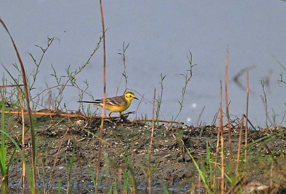 Citrine Wagtail - ML644569389