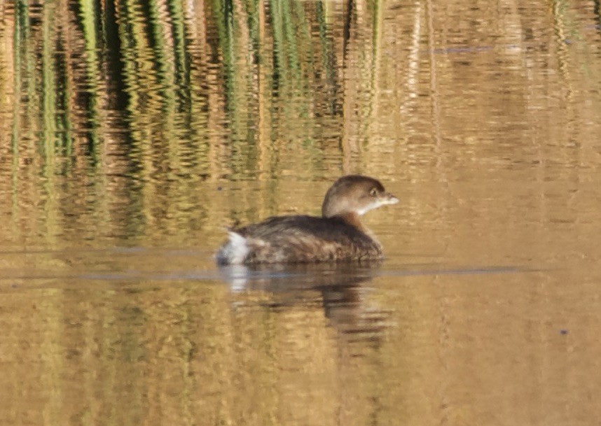 Pied-billed Grebe - ML644569391