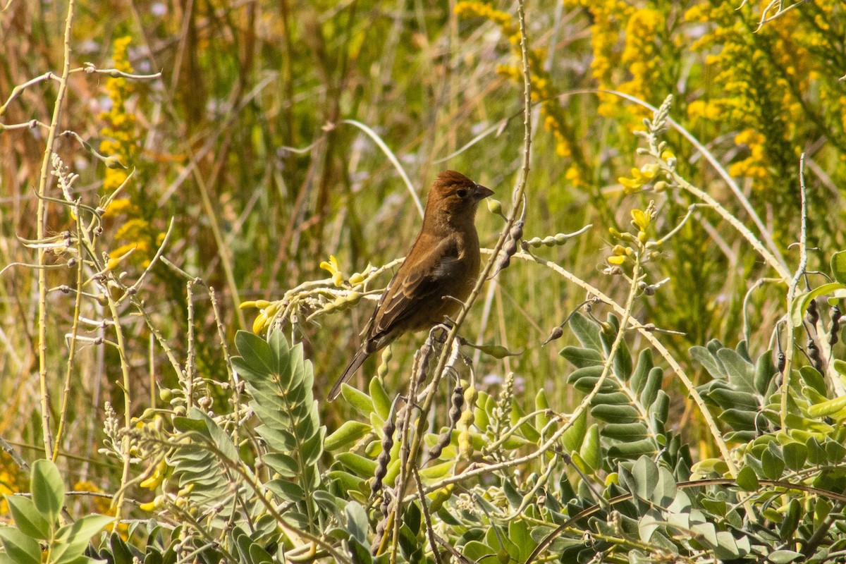 Blue Grosbeak - ML644569392