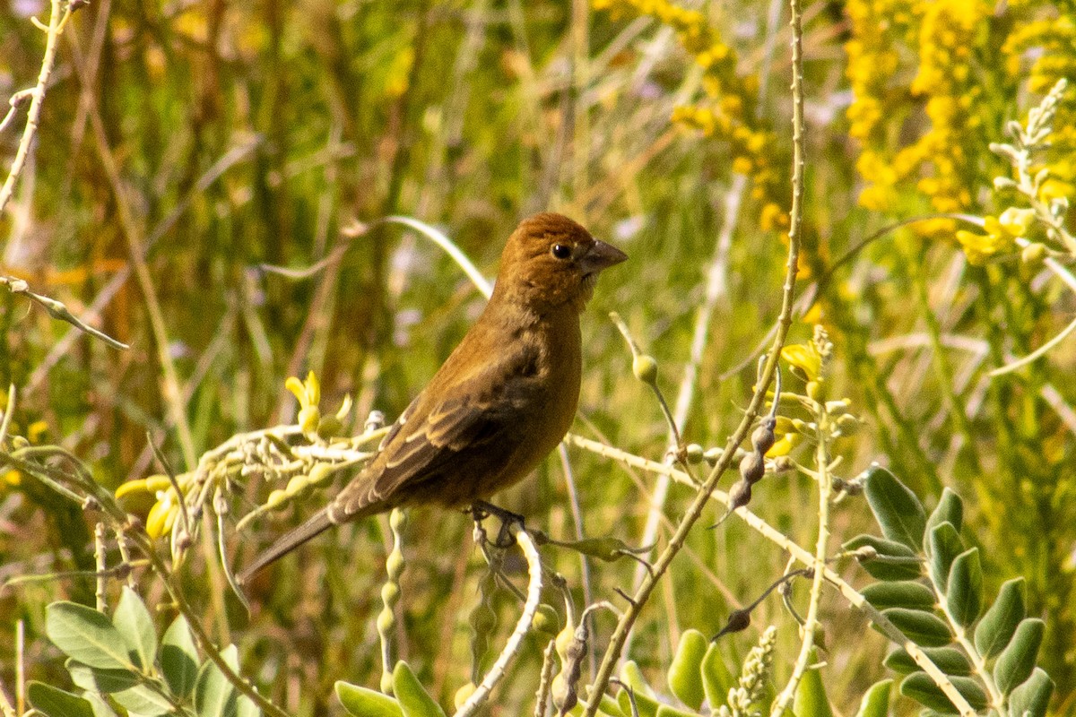 Blue Grosbeak - ML644569393