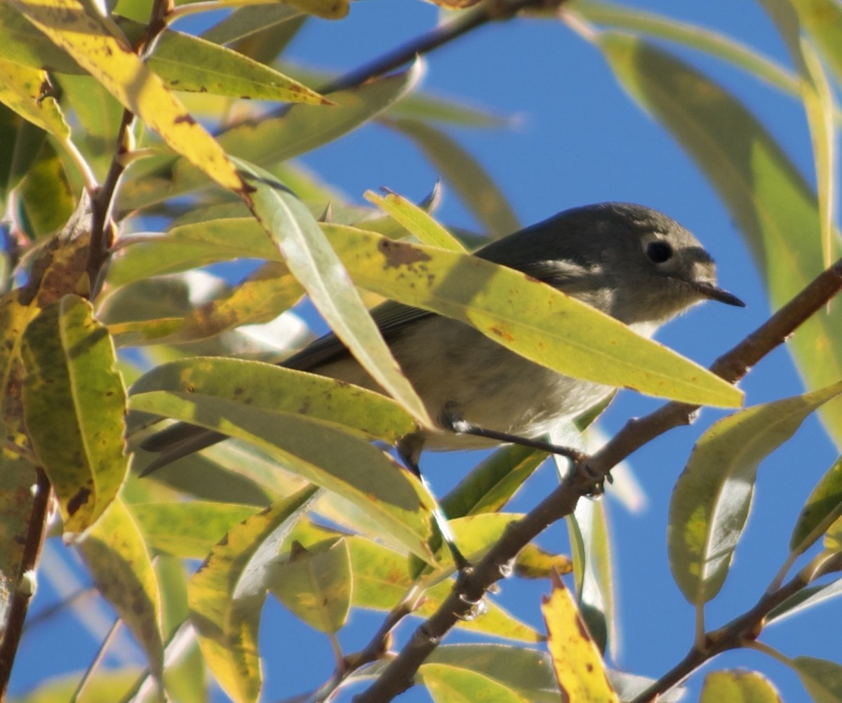 Золотомушка рубіновочуба - ML644569399