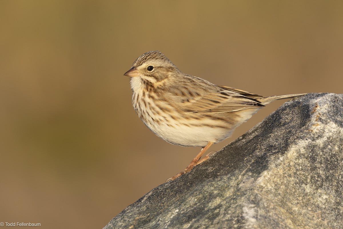 Savannah Sparrow (Ipswich) - ML644569403