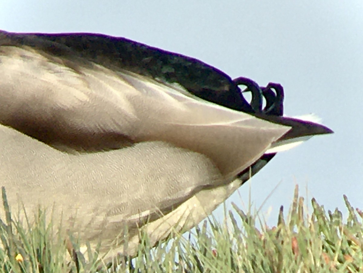 kachna divoká - ML644569410