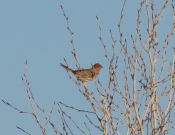 House Finch - ML644569411