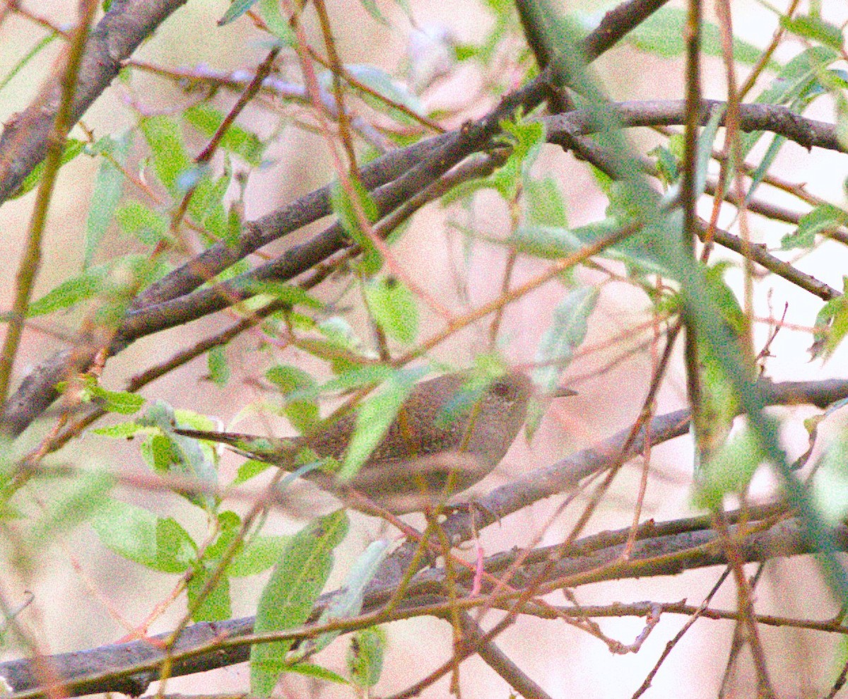 Northern House Wren - ML644569413