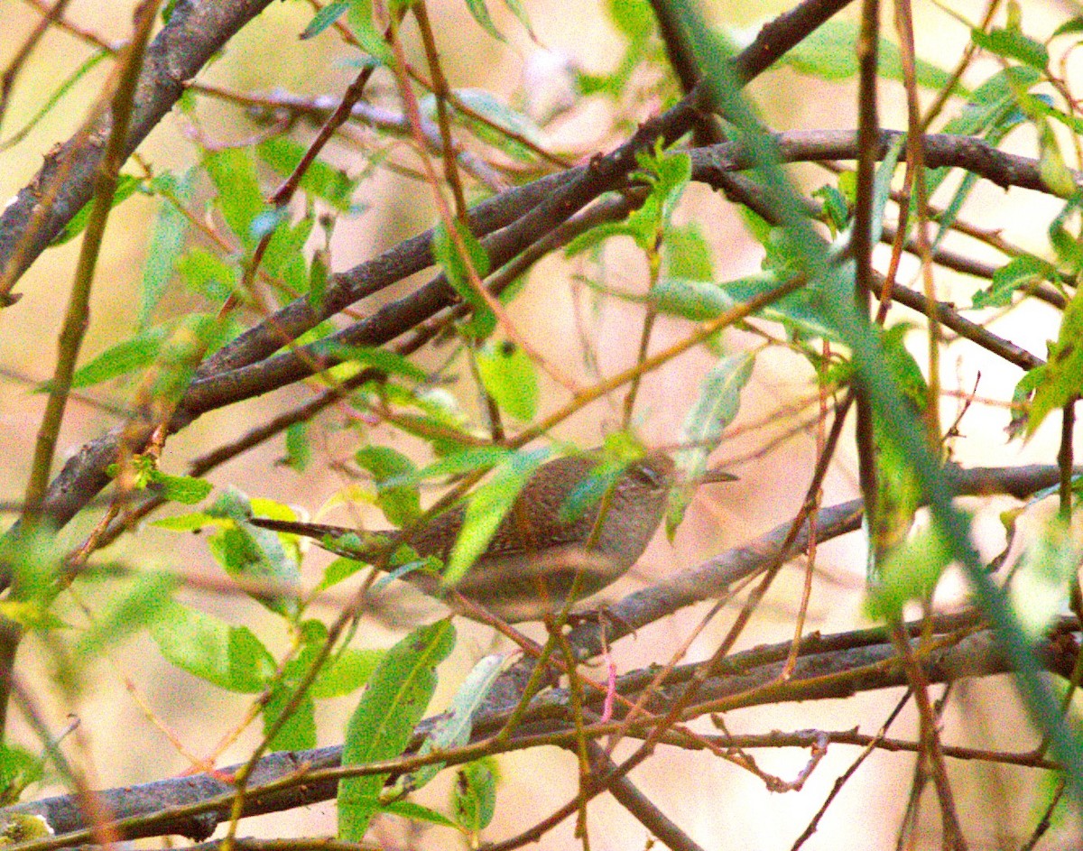 Northern House Wren - ML644569414