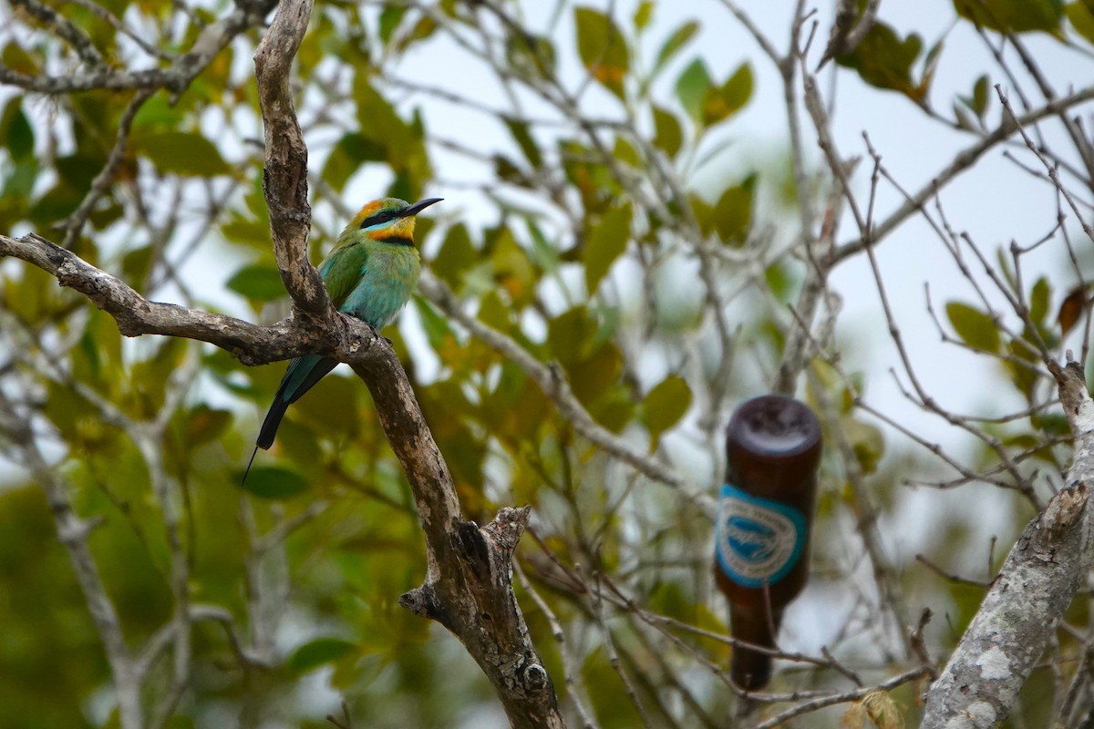 Rainbow Bee-eater - ML644569425