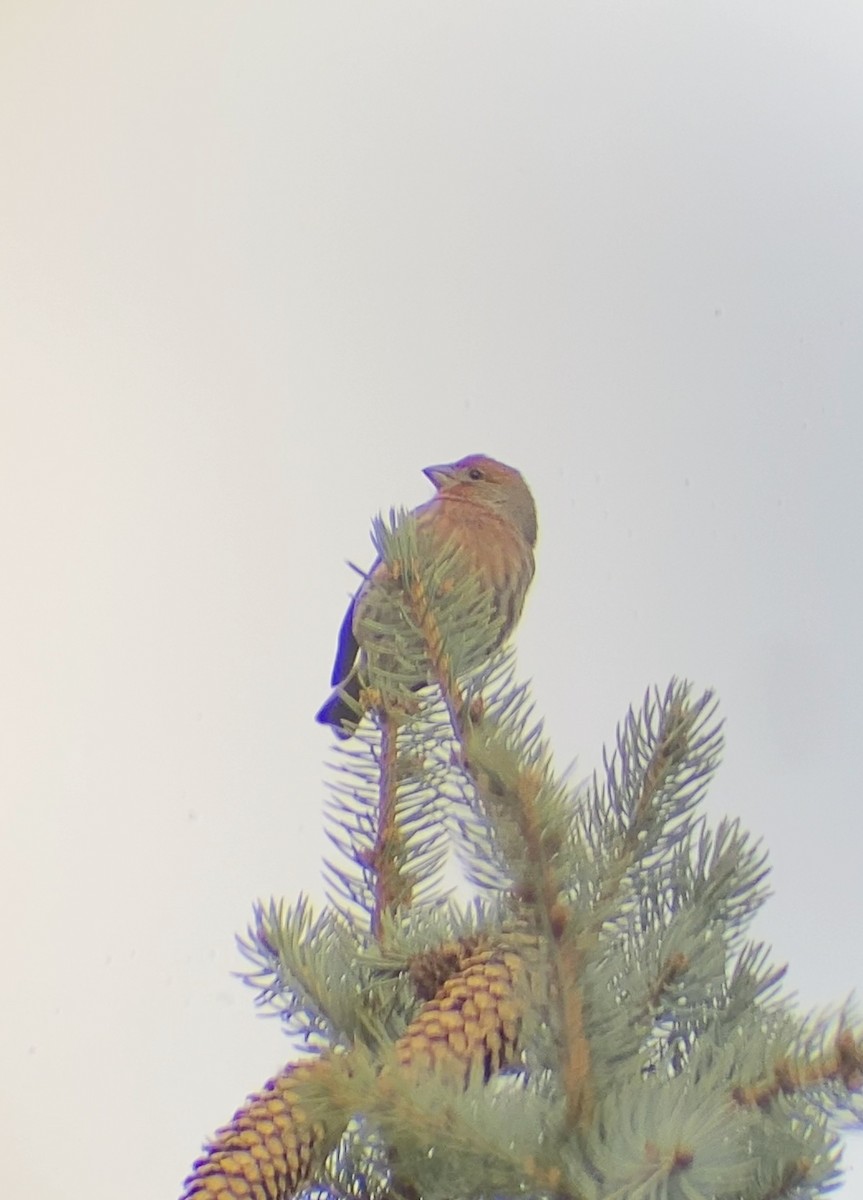 House Finch - ML644569427