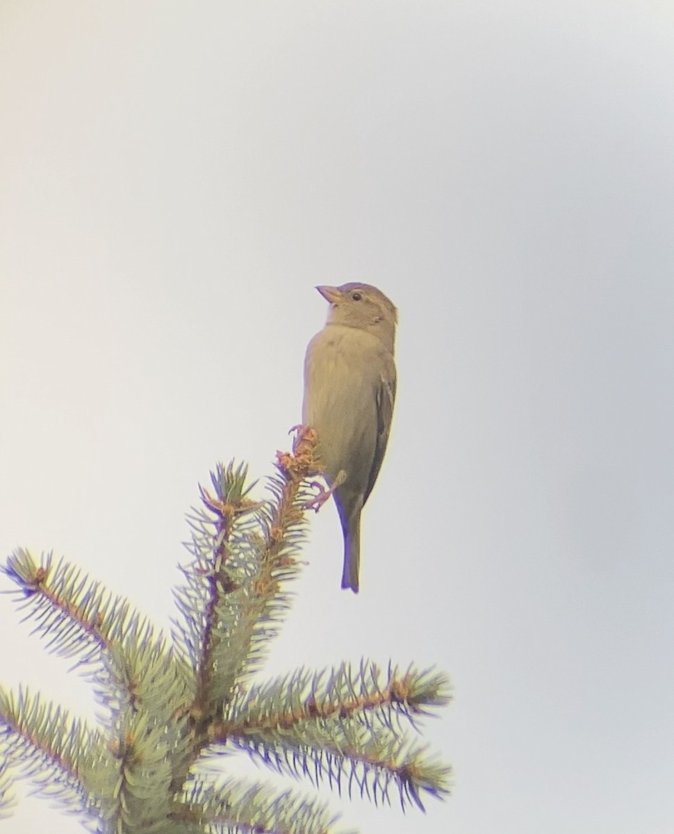 House Sparrow - ML644569428