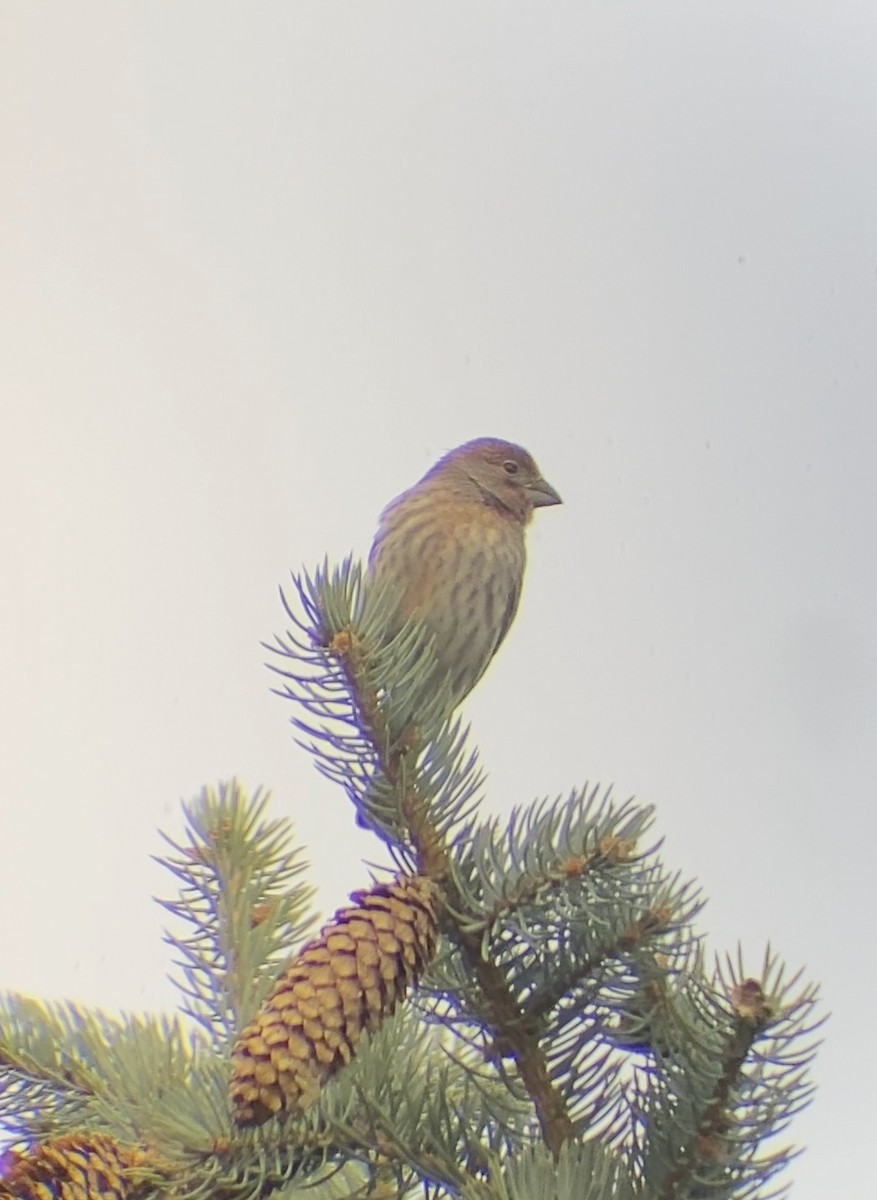 House Finch - ML644569429
